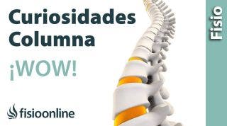 6 CURIOSIDADES sobre la COLUMNA VERTEBRAL que seguramente no conoces