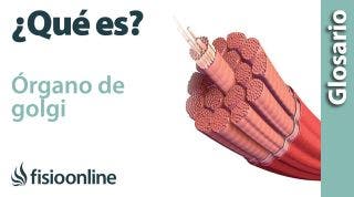 ÓRGANO de GOLGI | Qué es, ubicación, función y lesiones