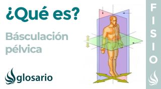 BASCULACIÓN PÉLVICA | Qué es, estructuras involucradas, cuándo y cómo se produce