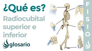Articulación RADIOCUBITAL PROXIMAL y DISTAL| Qué es, ubicación, movimientos y luxación