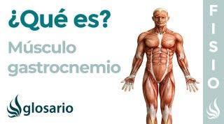 Músculo GASTROCNEMIO | Qué es, ubicación, origen, inserción, inervación, función y lesiones