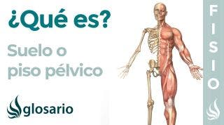 SUELO PÉLVICO | Qué es, ubicación, de qué estructuras está formado, función y lesiones