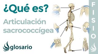 Articulación SACROCOCCÍGEA | Qué es, ubicación, tipo de articulación, función y lesiones