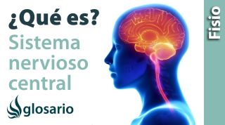 SISTEMA NERVIOSO CENTRAL | Qué es, cómo funciona, partes, qué controla y qué estructuras lo protegen