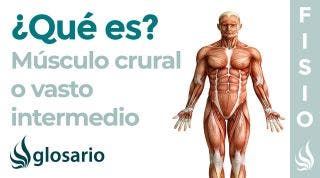 Músculo VASTO INTERMEDIO | Qué es, ubicación, origen, inserción, inervación y función