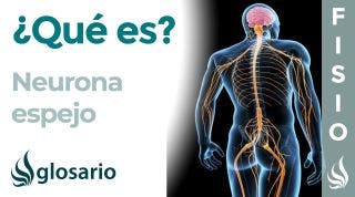 NEURONA ESPEJO | Qué son, dónde se ubican y cuáles son sus funciones