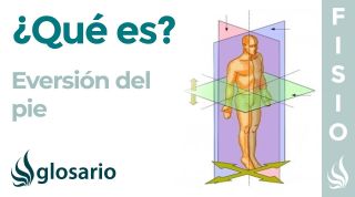 EVERSIÓN | Qué es, estructuras involucradas, cuándo y cómo se produce