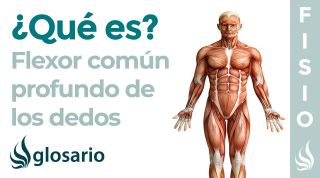 Músculo FLEXOR COMÚN de los DEDOS | Qué es, ubicación, origen, inserción, inervación y función