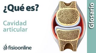 CAVIDAD ARTICULAR | Qué es, ubicación, función y lesiones
