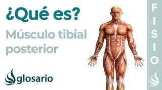Músculo TIBIAL POSTERIOR | Qué es, ubicación, origen, inserción, función y lesiones