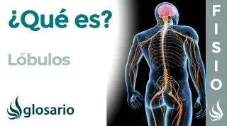 LÓBULOS | Qué son, cuántos son, ubicación, funciones de cada uno y lesiones
