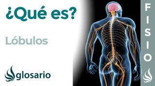 LÓBULOS | Qué son, cuántos son, ubicación, funciones de cada uno y lesiones