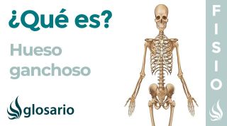 Hueso GANCHOSO | Qué es, significado, dónde queda, función y lesiones
