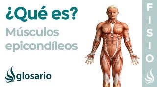Músculo EPICONDÍLEOS | Qué son, ubicación, origen, inserción, función y lesiones