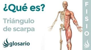 TRIÁNGULO de SCARPA | Qué es, dónde se encuentra, qué estructuras lo atraviesan, límites y lesiones