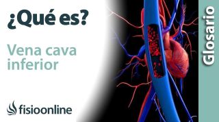 CAVA INFERIOR | Qué es, ubicación, dónde se origina, recorrido y lesiones
