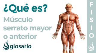 Músculo SERRATO ANTERIOR | Qué es, cómo fortalecer, origen, inserción, inervación y función
