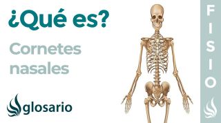 Huesos CORNETES NASALES | Qué son, significado, dónde están, función e hipertrofia de los cornetes