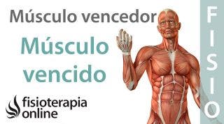 Causas de las lesiones musculares y tendinosas. Desequilibrio muscular vencedor&vencido.