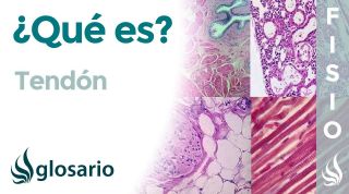 TENDÓN | Qué es, significado, ubicación, función, por qué se inflama y duele