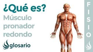Músculo PRONADOR REDONDO | Qué es, ubicación, inserción, qué arteria lo irriga, función y lesiones