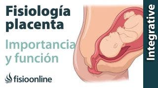 Fisiología de la placenta