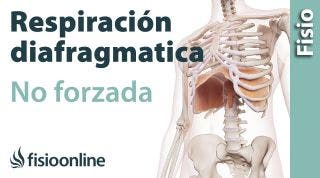 Respiración diafragmática o abdominal no forzada.