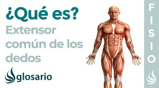 Músculo EXTENSOR COMÚN de los DEDOS | Qué es, ubicación, origen, inserción, inervación y función