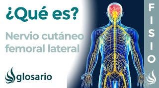 Nervio CUTÁNEO FEMORAL LATERAL | Qué es, dónde se origina, recorrido, qué zonas inerva y lesiones