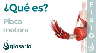 PLACA MOTORA | Qué es, dónde se encuentra, cuál es su función y enfermedades