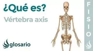 Hueso VÉRTEBRA AXIS | Qué es, partes, significado, dónde se encuentra, función y lesiones