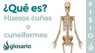 Huesos CUÑAS o CUÑEIFORMES │Qué son, significado, ubicación, función y lesiones