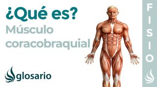 Músculo CORACOBRAQUIAL | Qué es, cómo estirar y fortalecer, origen, inserción, función y lesiones