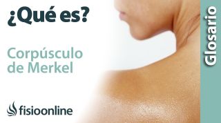CORPÚSCULO de MERKEL | Qué es, dónde se encuentra, cuál es su función y enfermedades