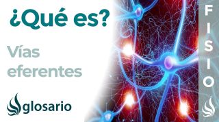 VÍAS EFERENTES | Qué son, de dónde provienen, qué información transmiten, función y enfermedades