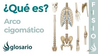 ARCO CIGOMÁTICO | Qué es, cómo está formado, ubicación, función y fractura