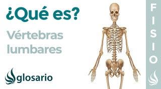 Huesos VÉRTEBRAS LUMBARES | Qué son, significado, partes, ubicación, función y lesiones