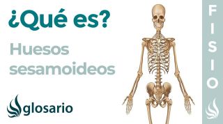 Huesos SESAMOIDEOS | Qué son, significado, dónde se encuentra, función y lesiones