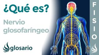 NERVIO GLOSOFARÍNGEO | Qué es, dónde se origina, ramificaciones, qué zonas inerva y lesiones