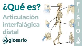 Articulación INTERFALÁNGICA DISTAL | Qué es, ubicación, tipo de articulación, movimientos y lesiones