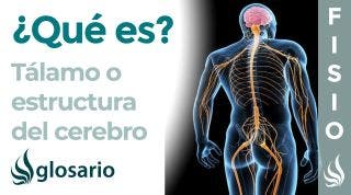 TÁLAMO | Qué es, ubicación, cómo trabaja, función y lesiones