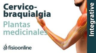 Cérvico-braquialgia derecha. Plantas medicinales y remedios naturales