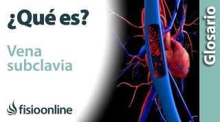 VENA SUBCLAVIA | Qué es, ubicación, dónde se origina, recorrido y lesiones