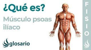 Músculo PSOAS ILÍACO | Qué es, cómo estirar y fortalecer, origen, inserción, inervación y lesiones