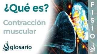 CONTRACCIÓN MUSCULAR | Qué es, tipos, cómo y dónde se produce, cuál es su importancia para el cuerpo