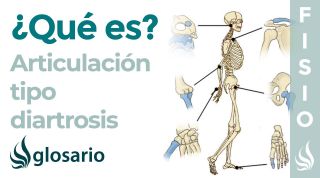 Articulación DIARTROSIS | Qué es, etimología, ubicación y movimientos