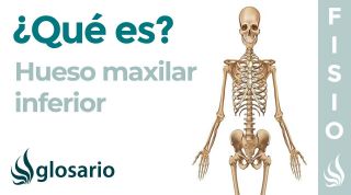 Hueso MAXILAR INFERIOR | Qué es, cómo está formado, significado, ubicación, función y lesiones