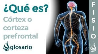 CORTEZA PREFRONTAL o CORTEX | Qué es, dónde se encuentra, cuál es su función y lesiones