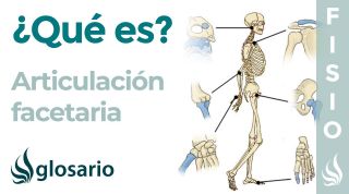 Articulación FACETARIA | Qué son, ubicación, partes y lesiones