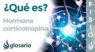 CORTICOTROPINA | Qué es, qué la segrega, efectos, dónde actúa y a qué se deben sus alteraciones